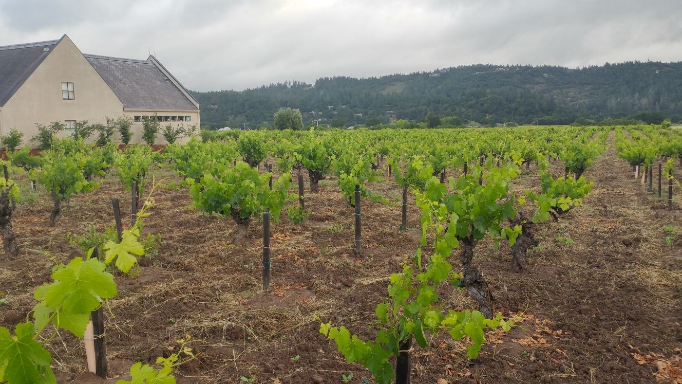 Lives of the Vines